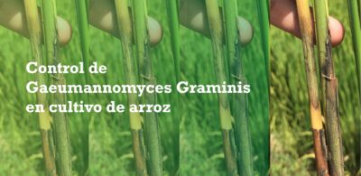 Control de Gaeumannomyces Graminis en cultivo de arroz