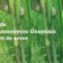 Control de Gaeumannomyces Graminis en cultivo de arroz