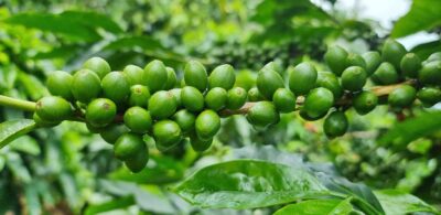 Importancia del Magnesio, Potasio y Fósforo en el cultivo de Café