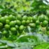 Importancia del Magnesio, Potasio y Fósforo en el cultivo de Café