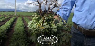 Manejo integrado de enfermedades en el cultivo de maní