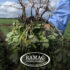 Manejo integrado de enfermedades en el cultivo de maní