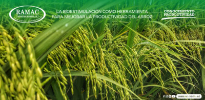 La bioestimulación como herramienta para mejorar la productividad del arroz