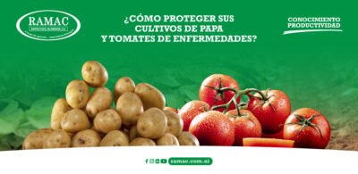 ¿Cómo proteger sus cultivos de papa y tomates de enfermedades?