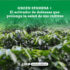 GREEN STAMINA +: El activador de defensas que prolonga la salud de sus cultivos