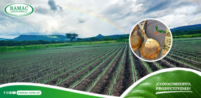 Odette F1: Resistencia, rentabilidad y calidad de exportación