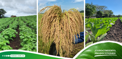 Día Mundial del Suelo: porque regenerarlo es clave para una agricultura sostenible — La visión de RAMAC