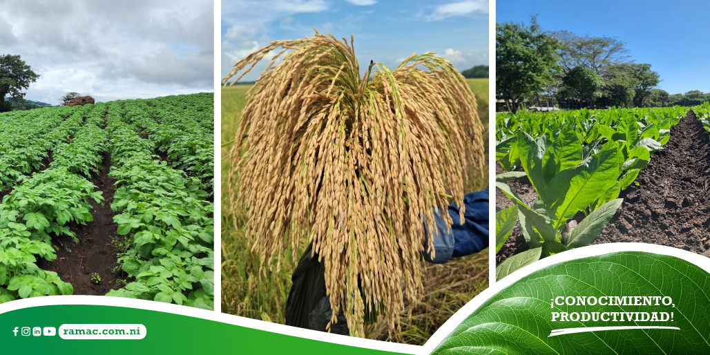 Día Mundial del Suelo - RAMAC siempre verde