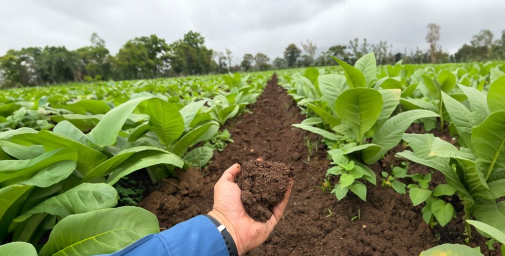 Día Mundial del Suelo - RAMAC siempre verde