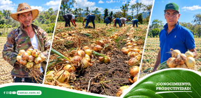 Híbridos de cebolla validados para Nicaragua